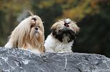 SHIH TZU 167
